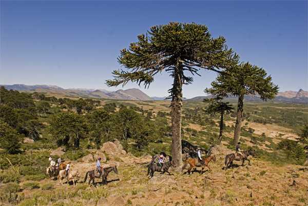Monkey Puzzle Trees on the Pioneers of Patagonia Ride in Argentina
