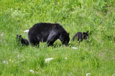 Bear Standing