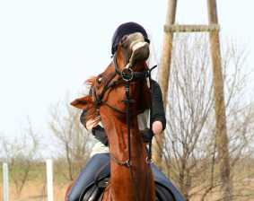 Horse frightened by a new object