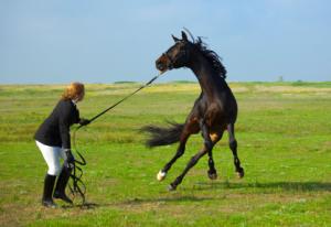 Spooked Horse