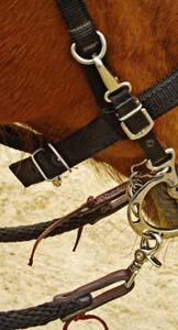 Halter/Bridle With Bit