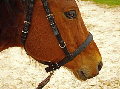 Halter/Bridle Without Bit