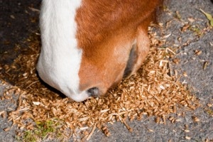 Horse Eating grain