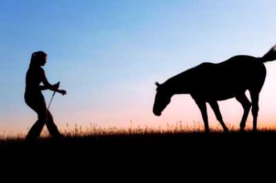 A Horse Getting a Lesson