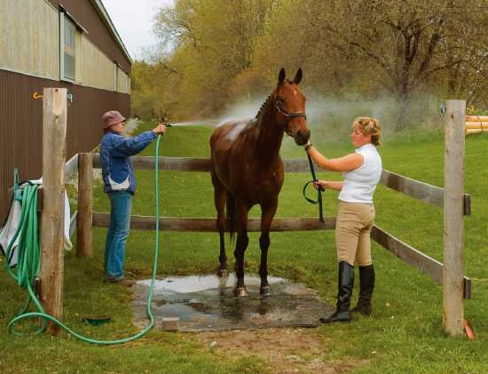 A Horse Wash Area