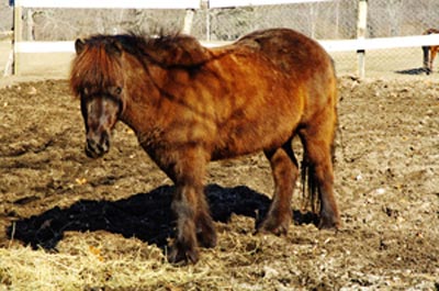 Icelandic Horse