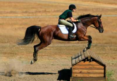 A Cross Country Jumper in Competition