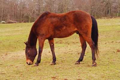 Paso Fino