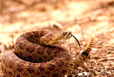 Rattle Snake