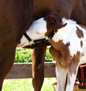 Snuggling Foal