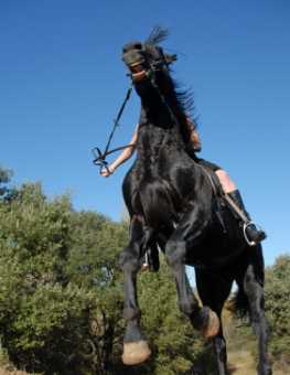 Spooked Horse