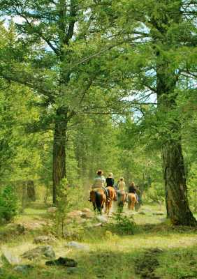 Walking Through the Forest