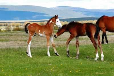 Weanlings Playing